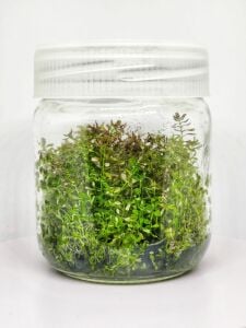 Rotala macrandra mini butterfly IN VITRO JAR (KAVANOZ)