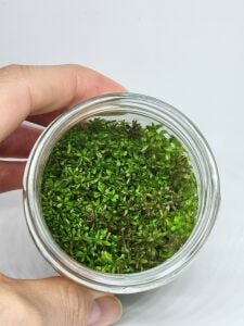 Rotala macrandra mini butterfly IN VITRO JAR (KAVANOZ)