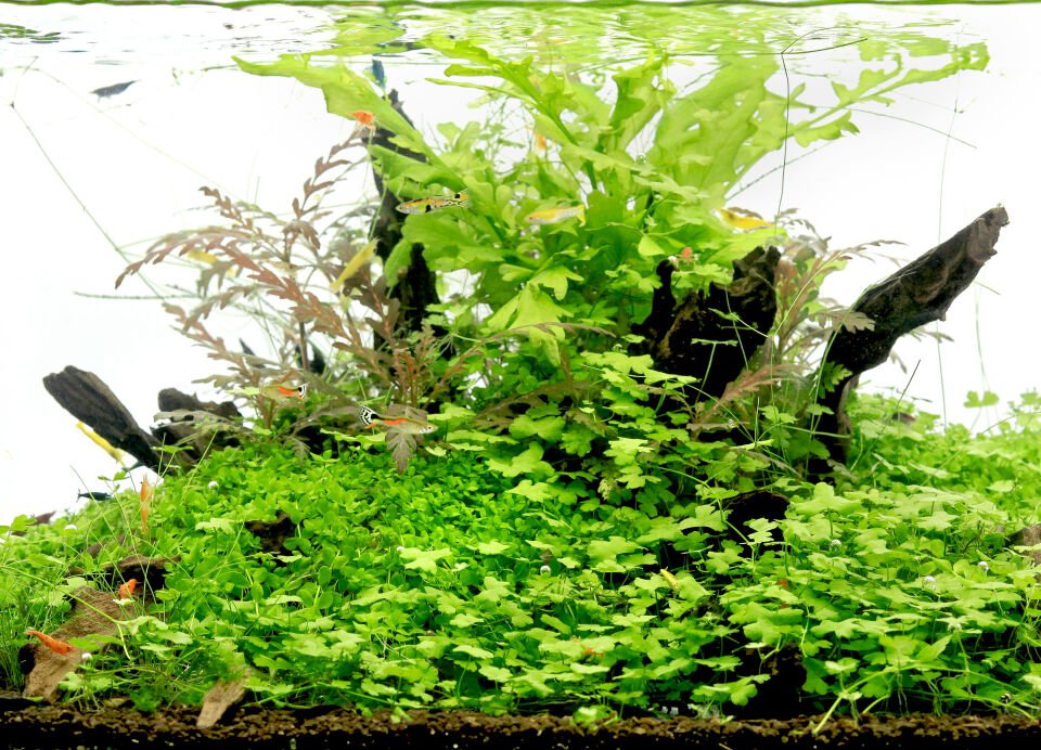 Dennerle Plants - Hydrocotyle tripartita POT