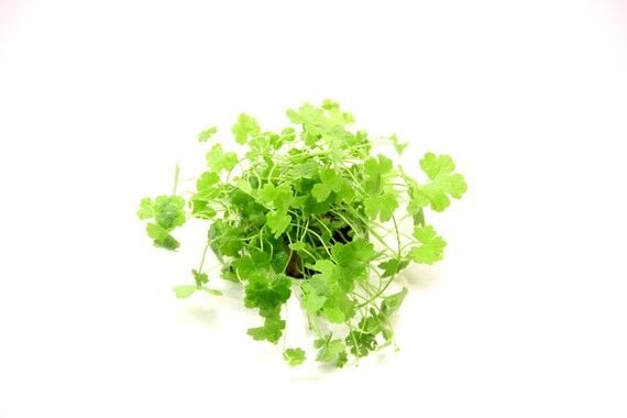 Dennerle Plants - Hydrocotyle tripartita POT