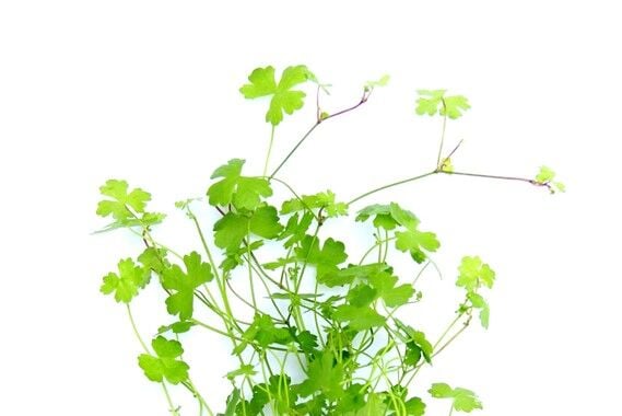 Dennerle Plants - Hydrocotyle tripartita POT