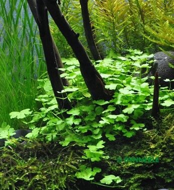 Dennerle Plants - Hydrocotyle tripartita POT