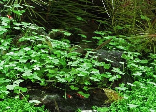 Dennerle Plants - Hydrocotyle tripartita POT