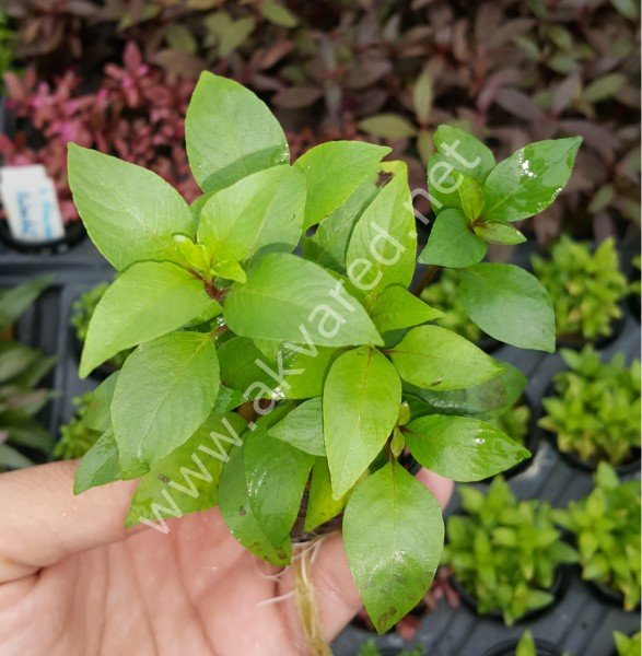 Hygrophila corymbosa (Limon) ADET
