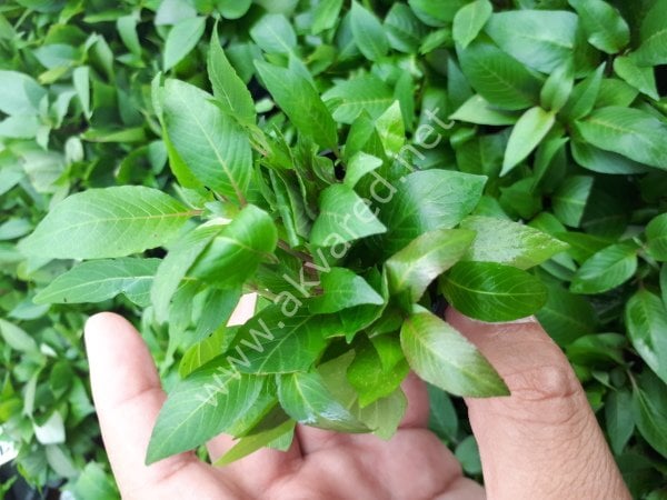 Hygrophila corymbosa (Limon) ADET