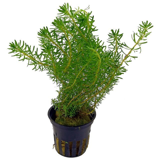 Rotala mexicana bangladesh ADET