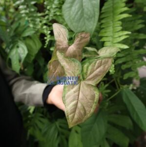 Syngonium Pink ADET ÖN SİPARİŞ