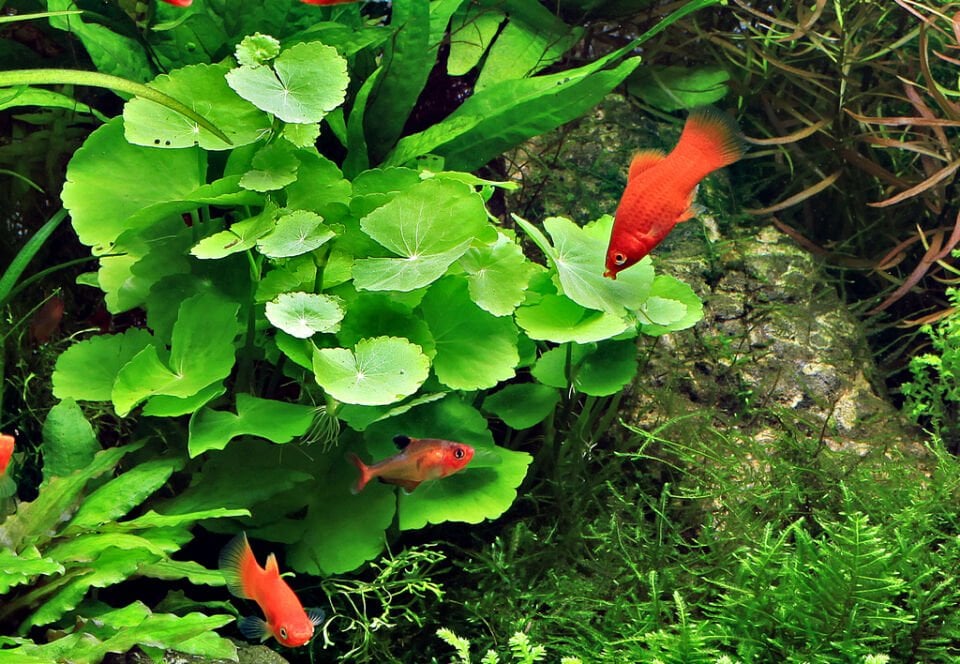 Dennerle Plants - Hydrocotyle verticillata POT