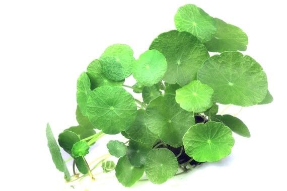 Dennerle Plants - Hydrocotyle verticillata POT