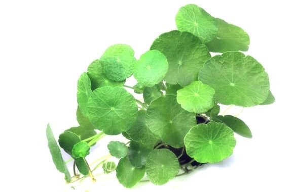 Dennerle Plants - Hydrocotyle verticillata POT