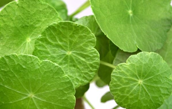 Dennerle Plants - Hydrocotyle verticillata POT