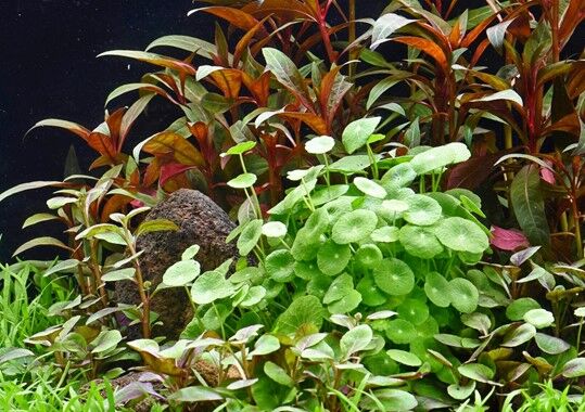 Dennerle Plants - Hydrocotyle verticillata POT