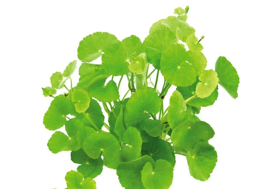 Dennerle Plants - Hydrocotyle verticillata POT