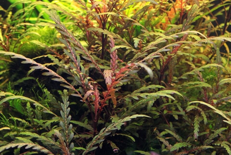 Dennerle Plants - Hygrophila pinnatifida POT