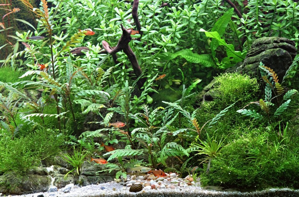 Dennerle Plants - Hygrophila pinnatifida POT