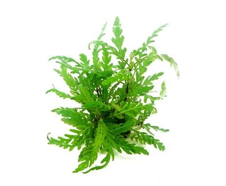 Dennerle Plants - Hygrophila pinnatifida POT