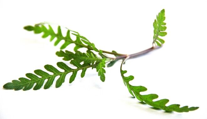 Dennerle Plants - Hygrophila pinnatifida POT