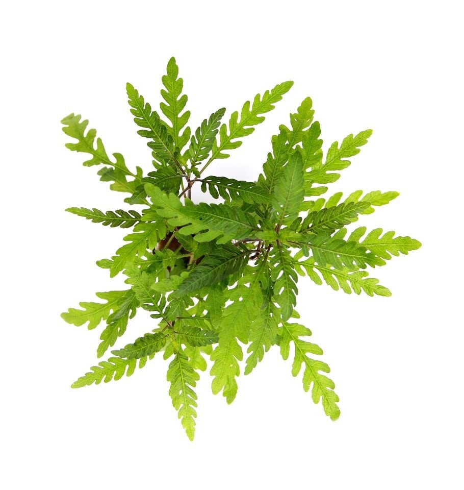 Dennerle Plants - Hygrophila pinnatifida POT