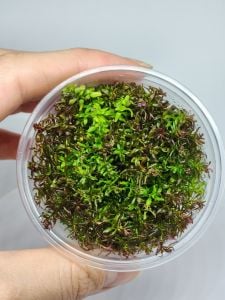 Rotala macrandra mini butterfly IN VITRO CUP