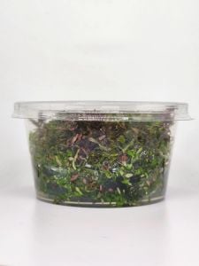 Rotala macrandra mini butterfly IN VITRO CUP