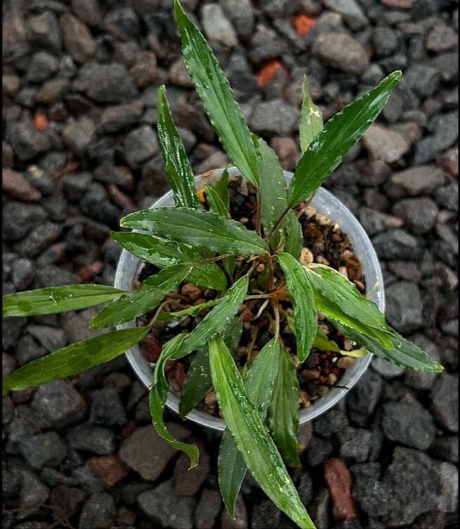 Homalomena narrow green sulawesi ADET ÖN SİPARİŞ