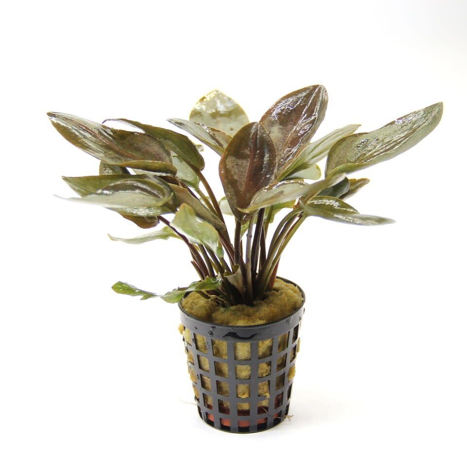 Dennerle Plants - Lagenandra meeboldii Red POT