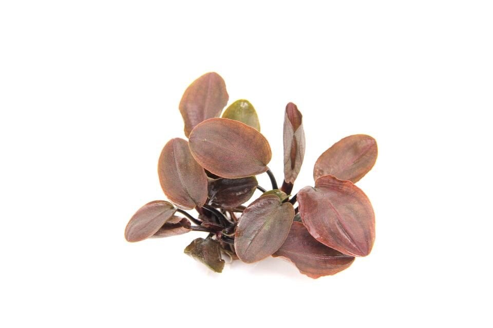 Dennerle Plants - Lagenandra meeboldii Red POT