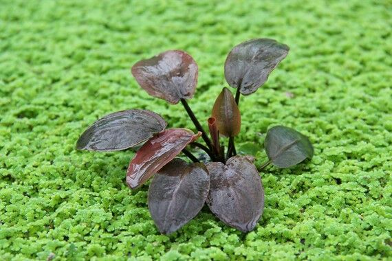 Dennerle Plants - Lagenandra meeboldii Red POT