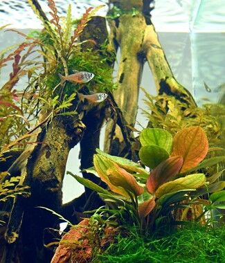 Dennerle Plants - Lagenandra meeboldii Red POT