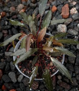 Homalomena narrow dark sulawesi ADET ÖN SİPARİŞ