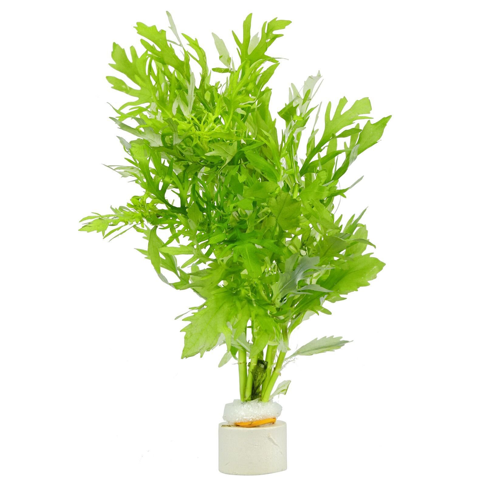 Hygrophila difformis (Çınar) BUKET