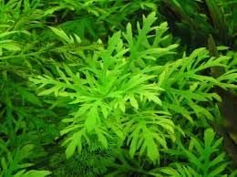Hygrophila difformis (Çınar) BUKET