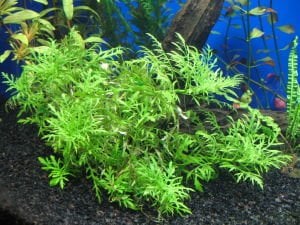 Hygrophila difformis (Çınar) BUKET