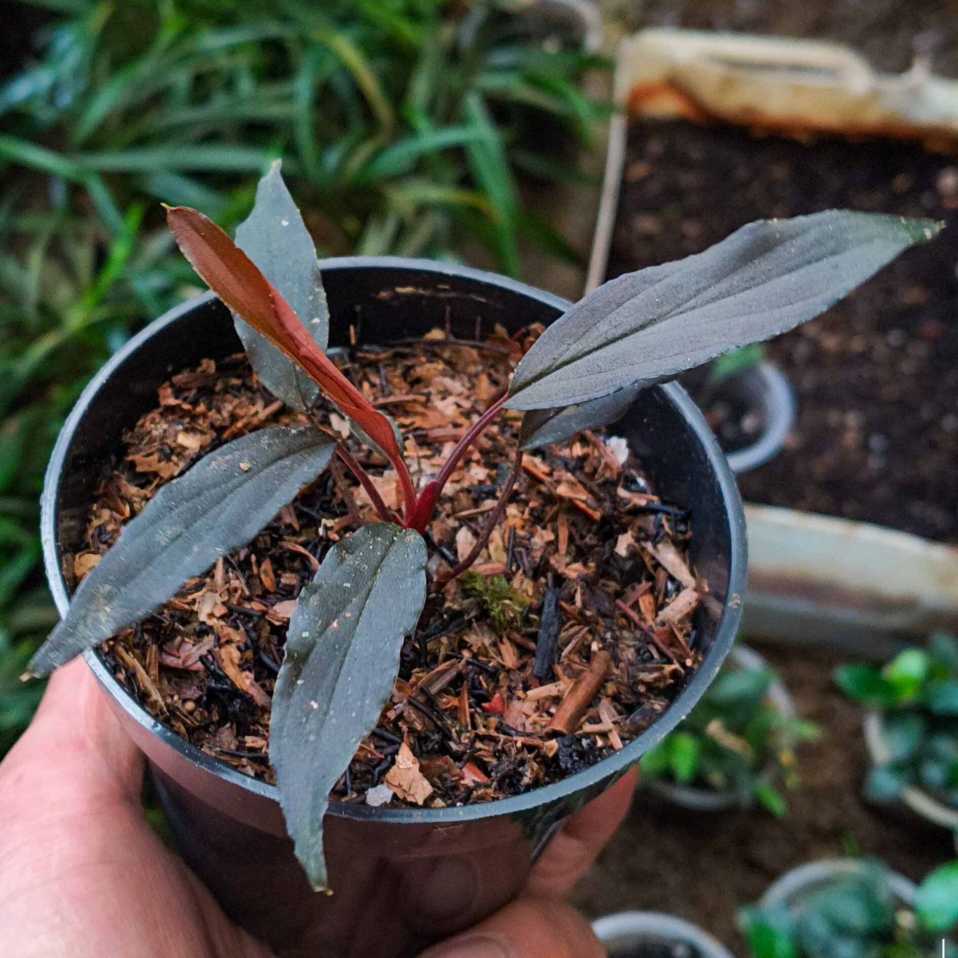 Homalomena narrow dark sulawesi ADET ÖN SİPARİŞ