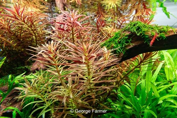 Dennerle Plants - Limnophila hippuridoides POT