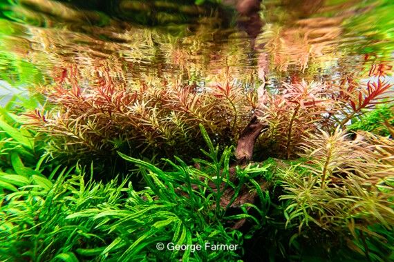 Dennerle Plants - Limnophila hippuridoides POT