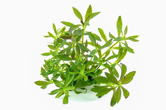 Dennerle Plants - Limnophila hippuridoides POT