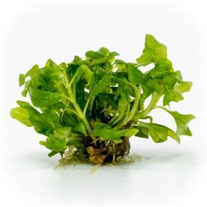 Hygrophila difformis (Çınar) EXVITRO