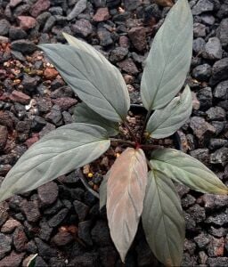 Homalomena silver ADET ÖN SİPARİŞ