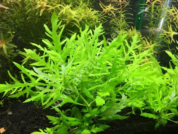 Hygrophila difformis (Çınar) EXVITRO