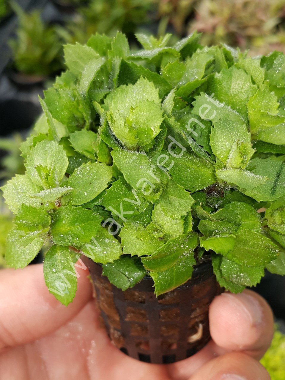 Hygrophila difformis (Çınar) EXVITRO
