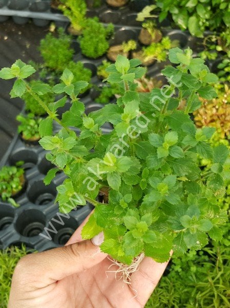 Hygrophila difformis (Çınar) EXVITRO