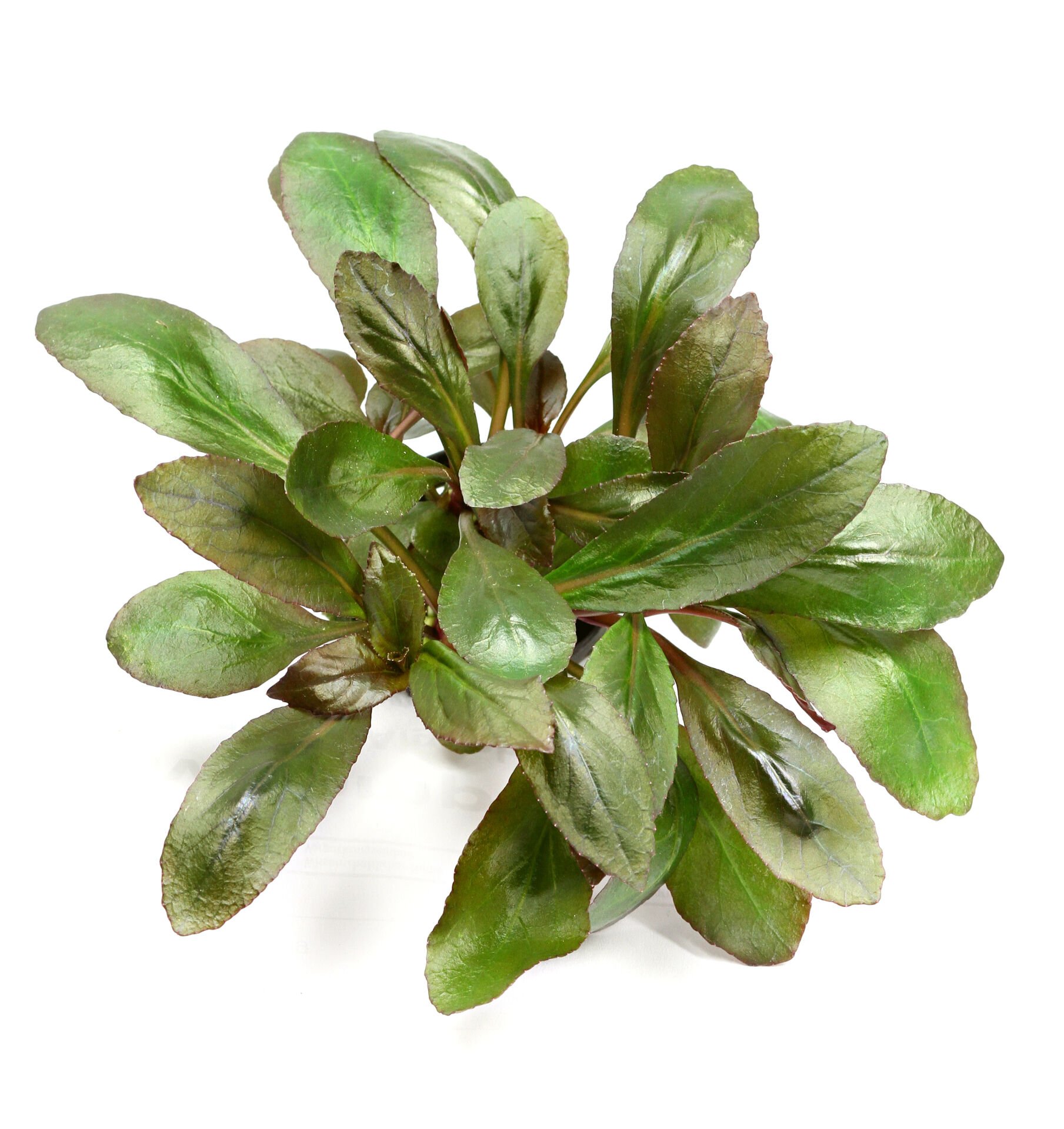 Dennerle Plants - Lobelia cardinalis POT