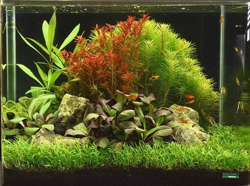 Dennerle Plants - Lobelia cardinalis POT