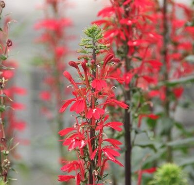 Dennerle Plants - Lobelia cardinalis POT