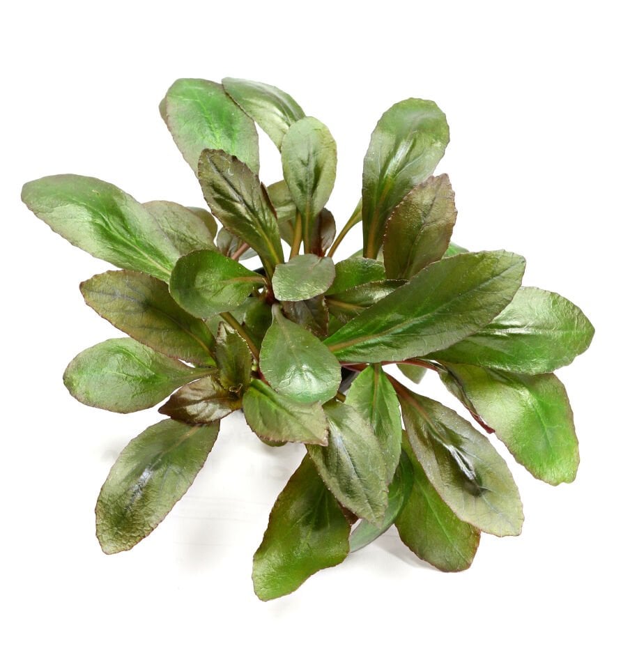 Dennerle Plants - Lobelia cardinalis POT