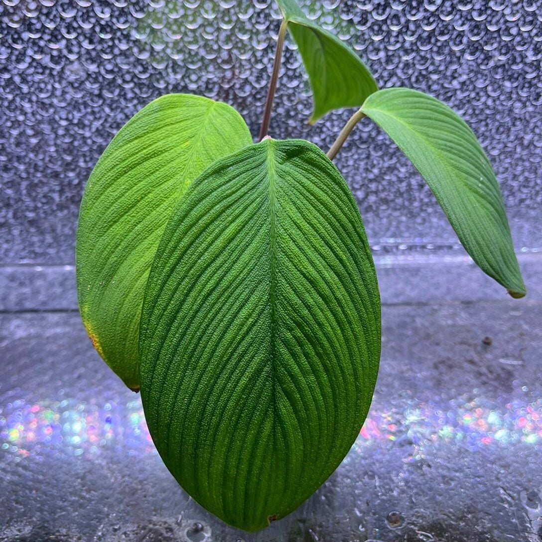 Homalomena nebula ADET ÖN SİPARİŞ