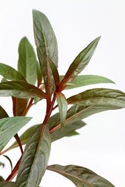 Dennerle Plants - Ludwigia glandulosa POT