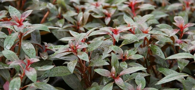 Dennerle Plants - Ludwigia glandulosa POT
