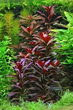 Dennerle Plants - Ludwigia glandulosa POT